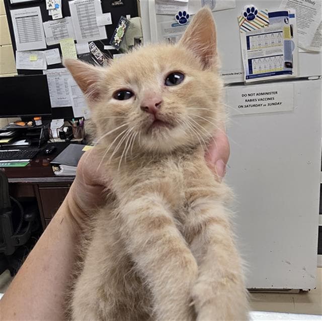 Cera - Domestic Short Hair