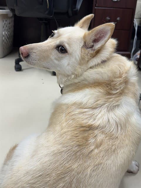 Penny - Cardigan Welsh Corgi