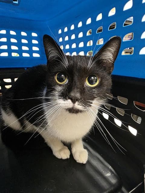 Isla - Domestic Short Hair