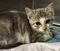 Binx image 1