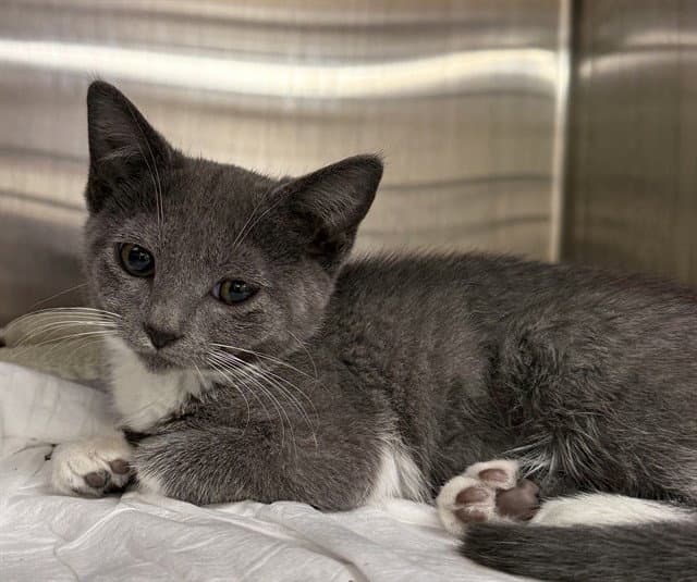 Celina - Domestic Short Hair