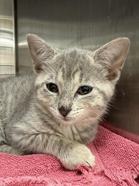 Pepper - Domestic Short Hair