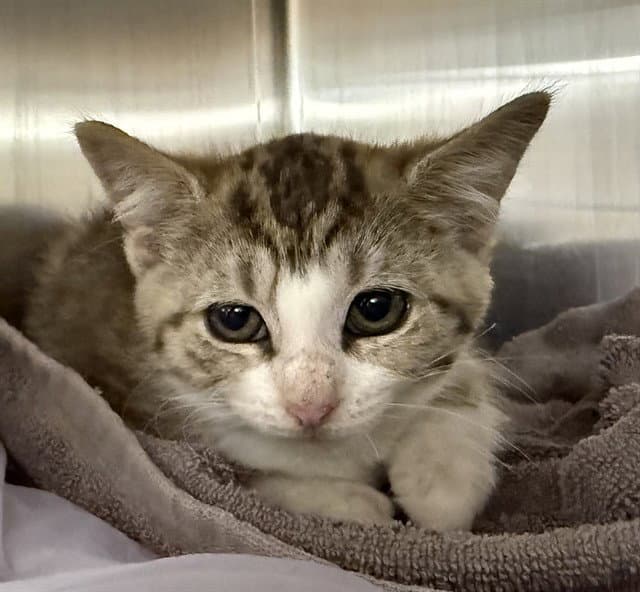 Olive - Domestic Short Hair