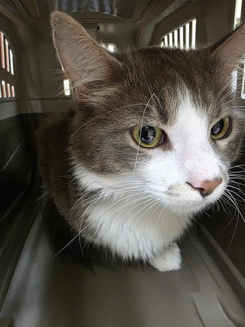 Scotty - Domestic Long Hair
