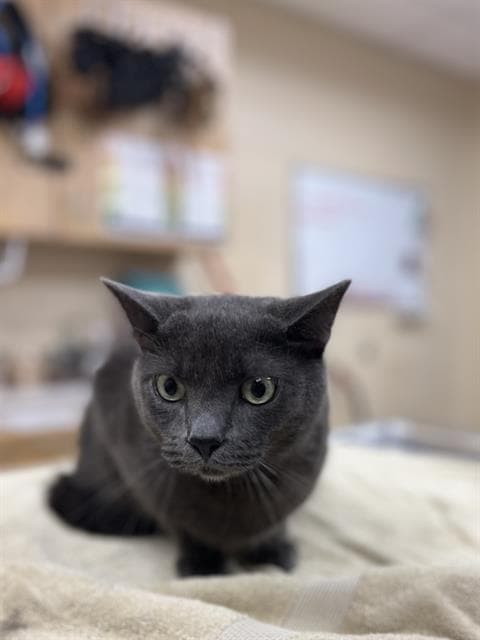 Nevin - Domestic Short Hair