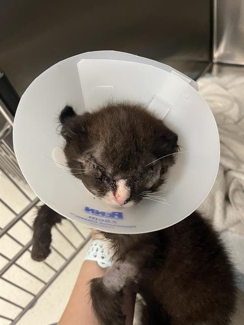 Frodo - Domestic Short Hair