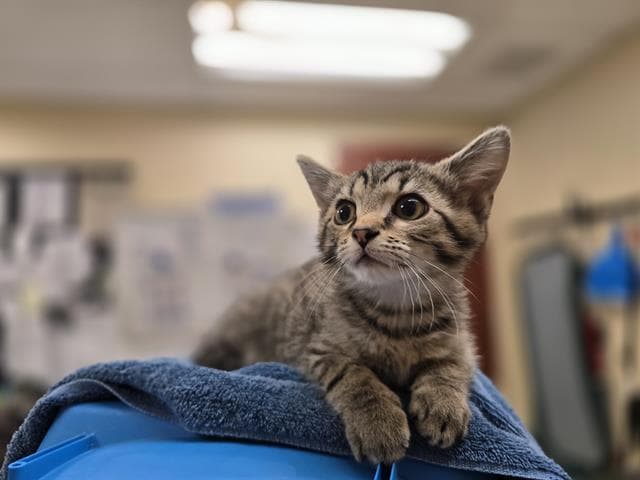 Electro - Domestic Short Hair