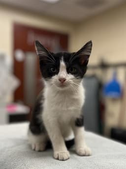 Cg Whiskers image 1