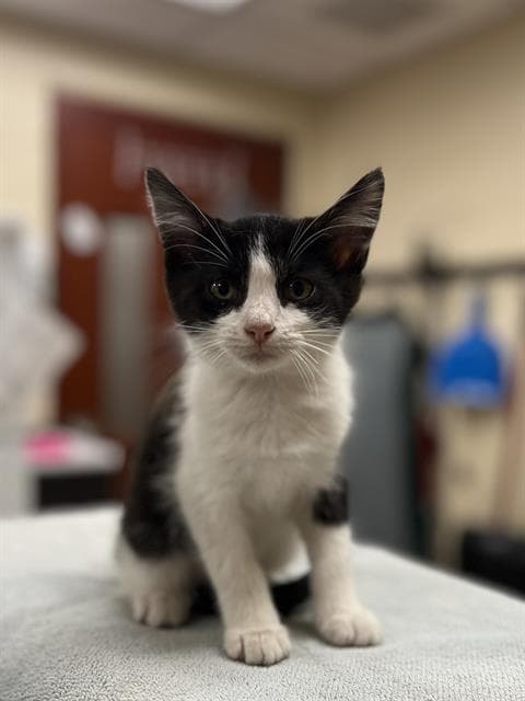 Cg Whiskers - Domestic Short Hair