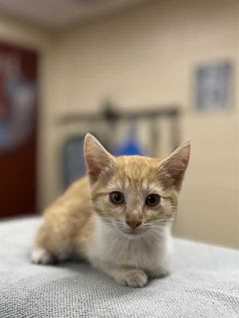 Bananas - Domestic Short Hair
