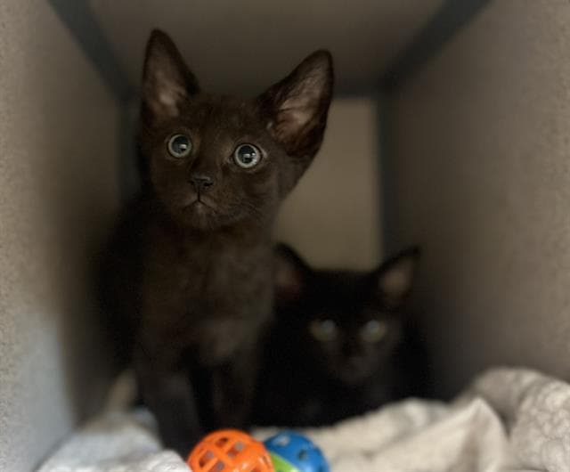 Bechamel - Domestic Short Hair