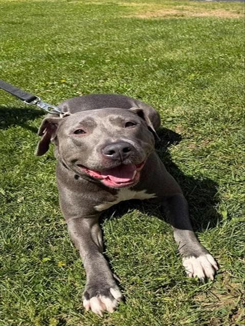 Reina - Pit Bull Terrier