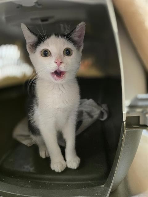 Owen - Domestic Short Hair
