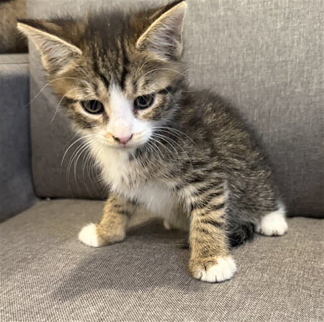 Tikki - Domestic Short Hair