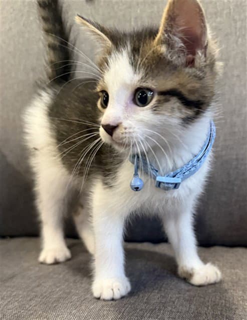 Masala - Domestic Short Hair