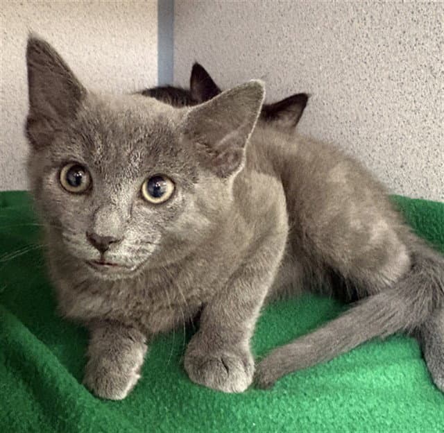 Nickel - Domestic Short Hair