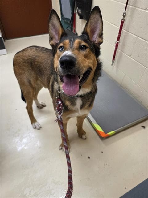 Rylo - German Shepherd Dog