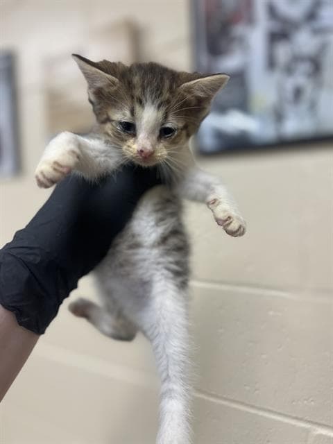 Enola - Domestic Short Hair