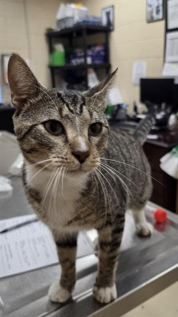 Big Tuna - Domestic Short Hair