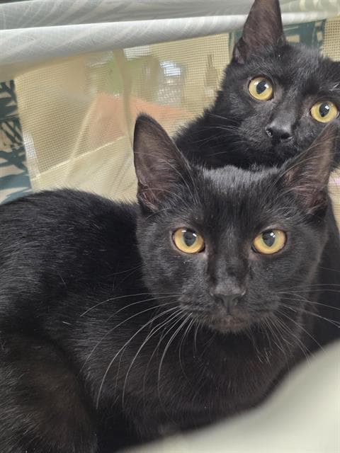 Cape May - Domestic Short Hair