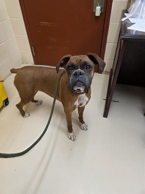 Marci - Boxer