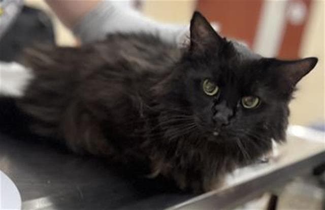Shadow - Domestic Medium Hair