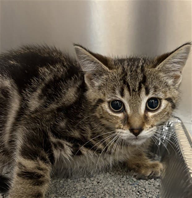 Harris - Domestic Short Hair