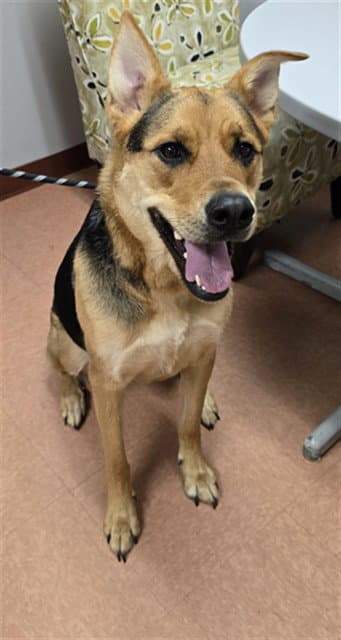 Hazel - German Shepherd Dog