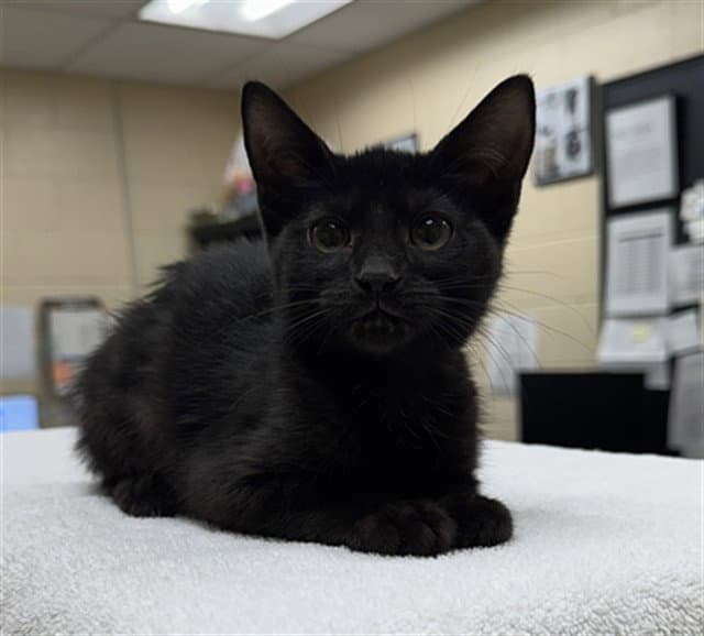 Dahlia - Domestic Short Hair