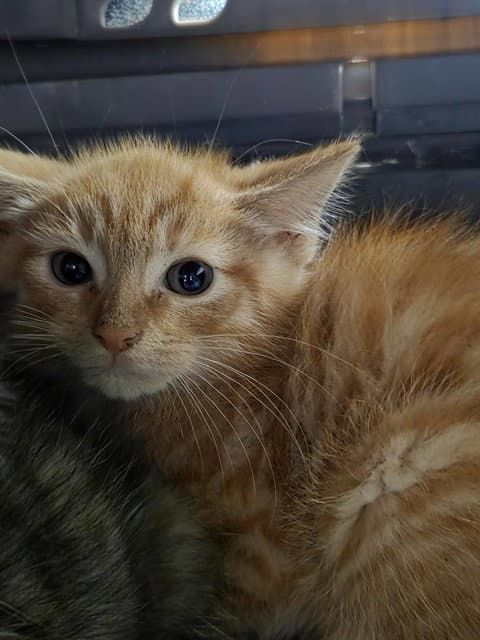 Charles - Domestic Short Hair