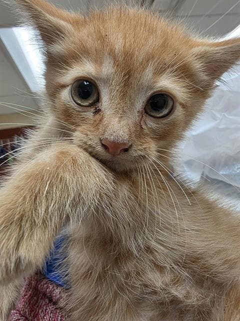 Robert - Domestic Short Hair