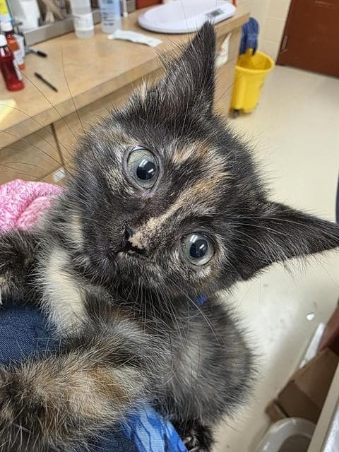 Edith - Domestic Short Hair