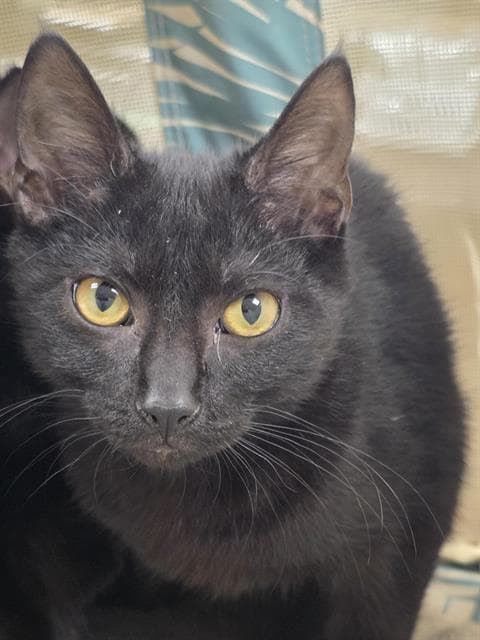 Rehoboth - Domestic Short Hair