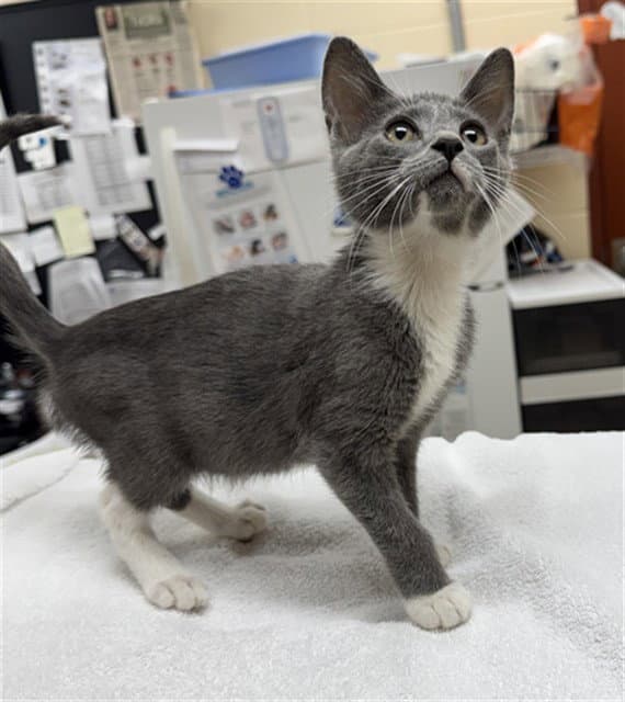 Andromeda - Domestic Short Hair