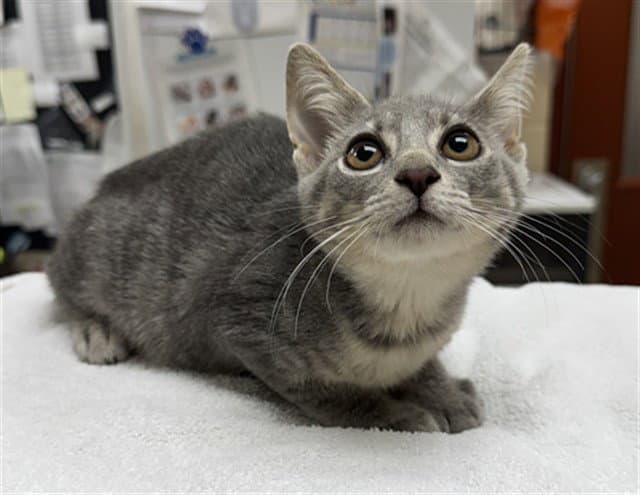 Cafe Latte - Domestic Short Hair