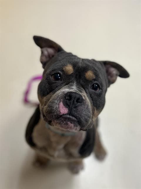 Snoop Dog - Pit Bull Terrier