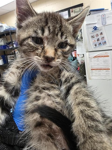 Honeybee - Domestic Short Hair