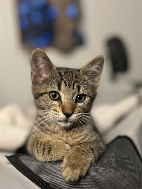 Cat With A Black Tail - Domestic Short Hair