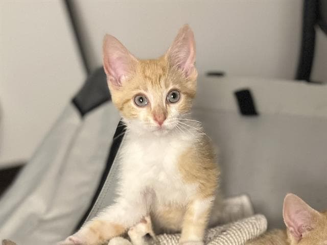 Lil Miss Sunshine - Domestic Short Hair