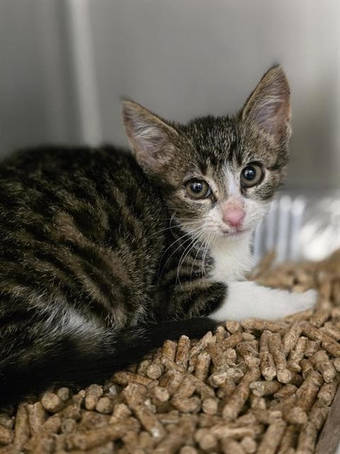 Harmonica - Domestic Short Hair