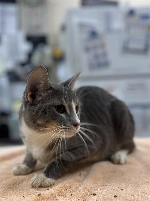 Unknown - Domestic Short Hair