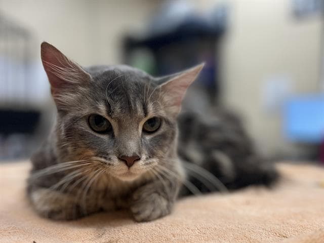 Unknown - Domestic Short Hair