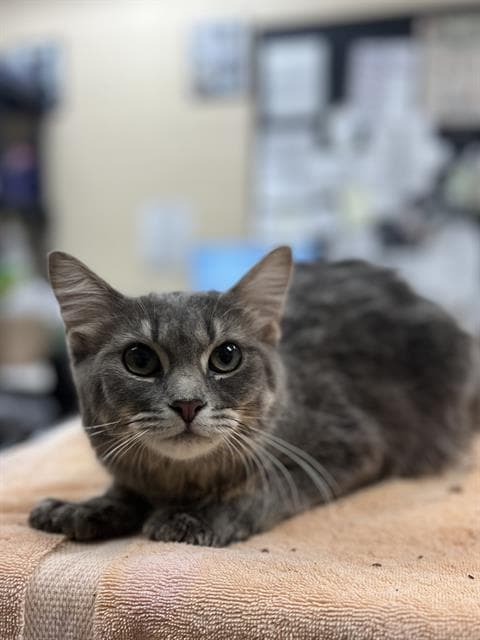 Unknown - Domestic Short Hair