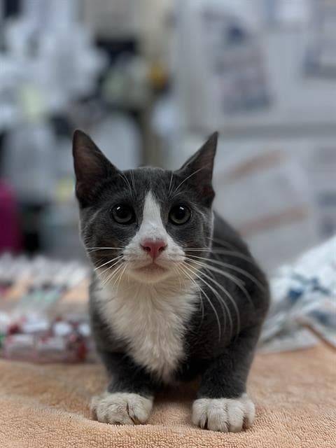 Unknown - Domestic Short Hair