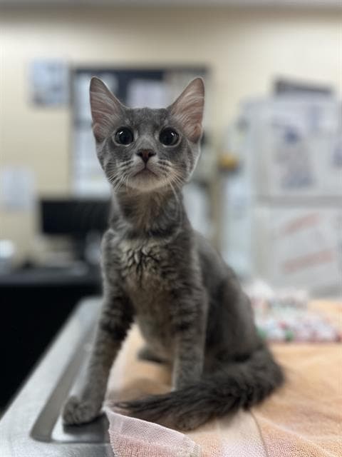 Unknown - Domestic Medium Hair