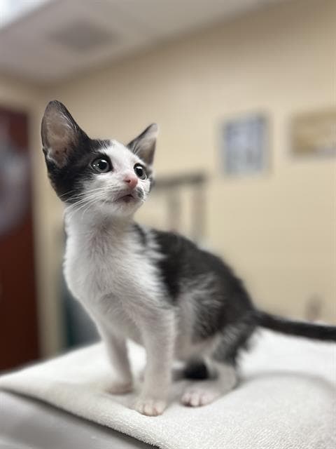 Pep - Domestic Short Hair