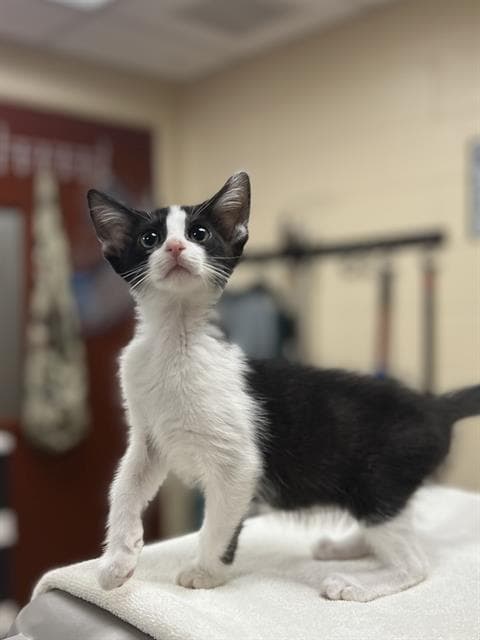 Piper - Domestic Short Hair