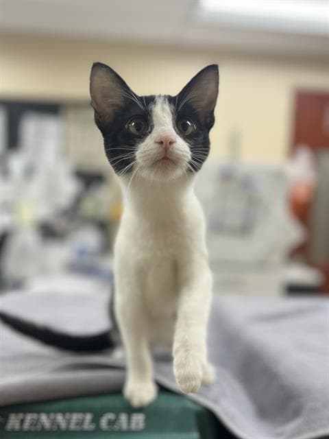 Rowan - Domestic Short Hair