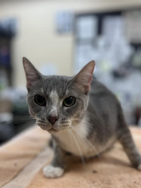 Maria - Domestic Short Hair