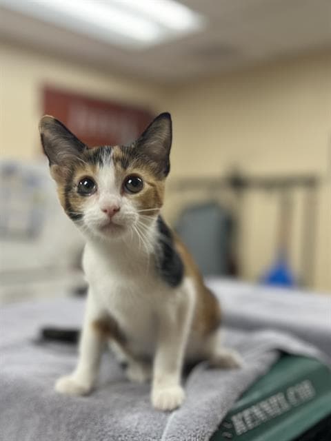 Juniper - Domestic Short Hair